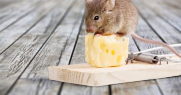 extermination-souris extermination-souris