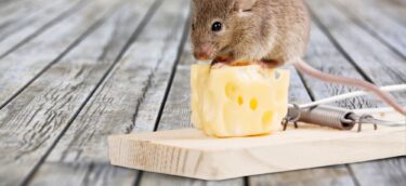 extermination-souris extermination-souris