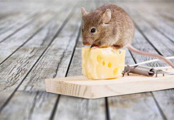 extermination-souris extermination-souris